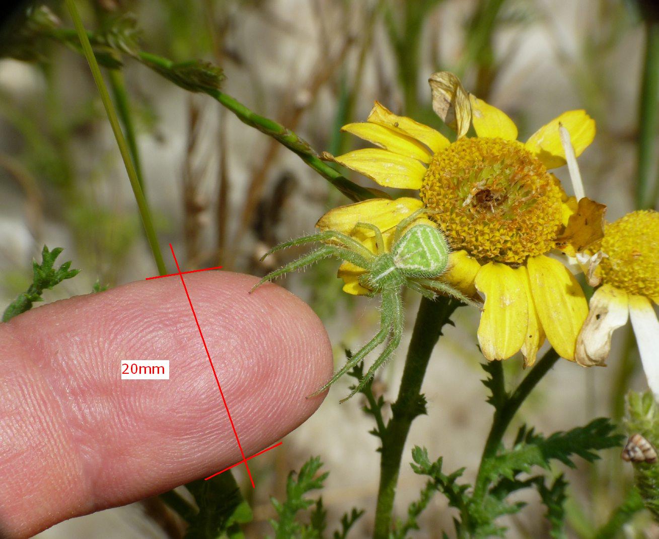 Heriaeus sp.